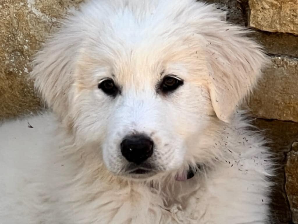 Enlarge Rigby SAT, a Adopted mixed breed in Quinlan, TX image 3/4
