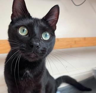 Beans, Adoptable, Adult Male Domestic Short Hair.