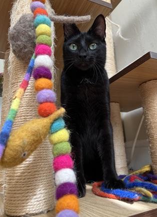 Enlarge Beans, a Adoptable Domestic Short Hair in San Francisco, CA image 2/6