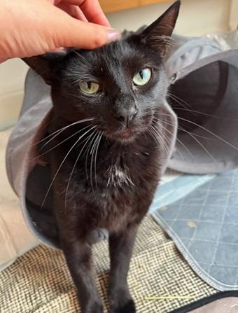 Enlarge Beans, a Adoptable Domestic Short Hair in San Francisco, CA image 3/6