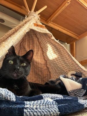 Enlarge Beans, a Adoptable Domestic Short Hair in San Francisco, CA image 4/6