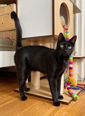 Enlarge Beans, a Adoptable Domestic Short Hair in San Francisco, CA image 5/6