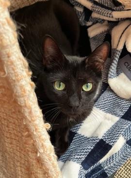 Enlarge Beans, a Adoptable Domestic Short Hair in San Francisco, CA image 6/6