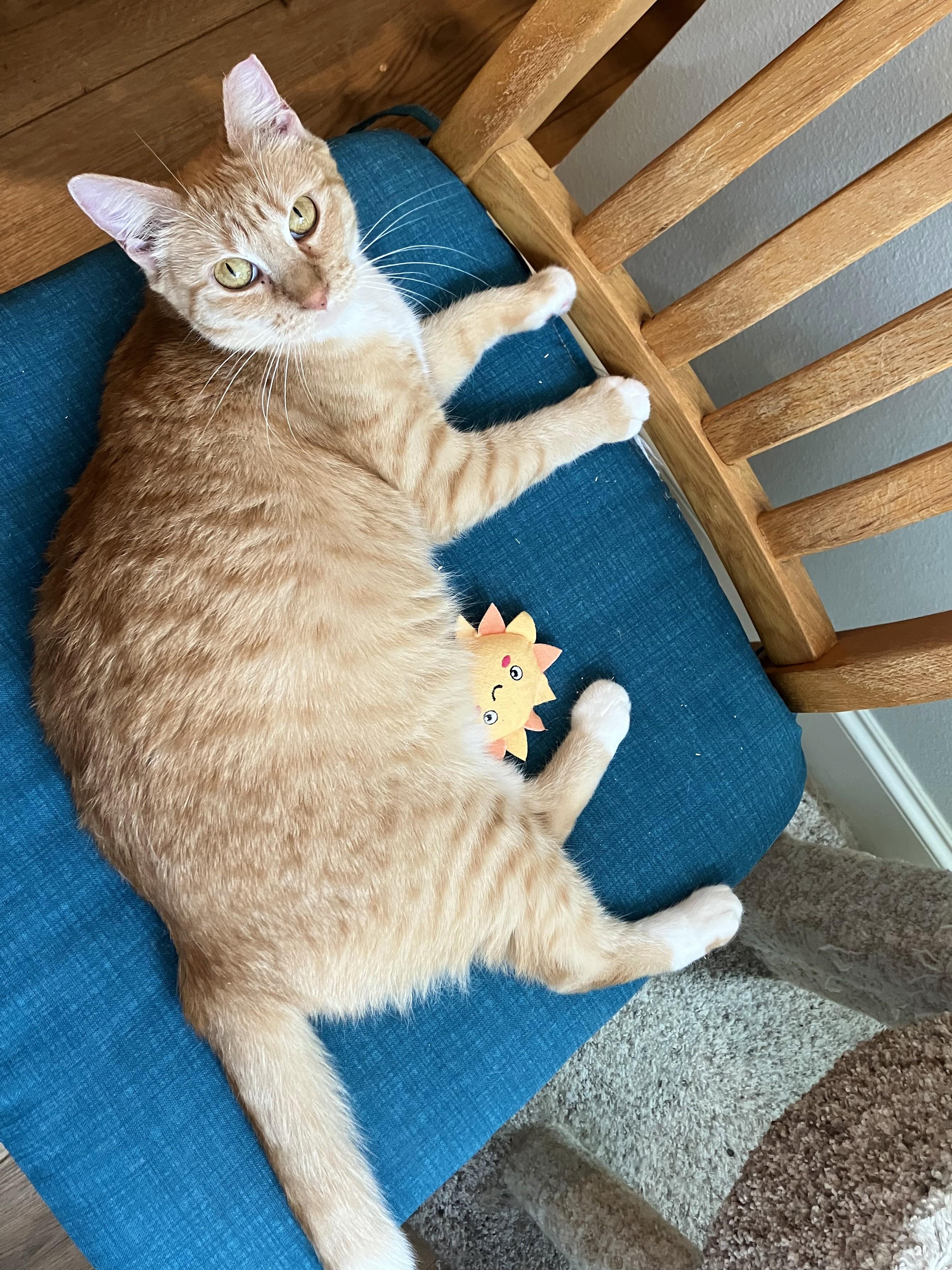 White Feet, Adoptable, Young Female Tabby.