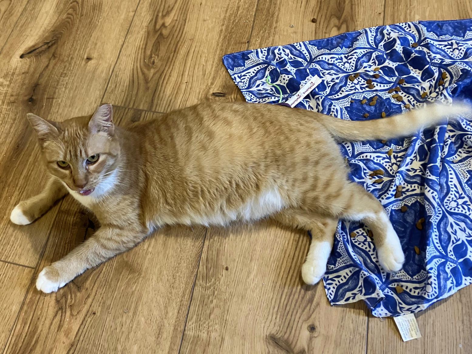White Feet, a Adoptable Tabby in College Station, TX image 2/3