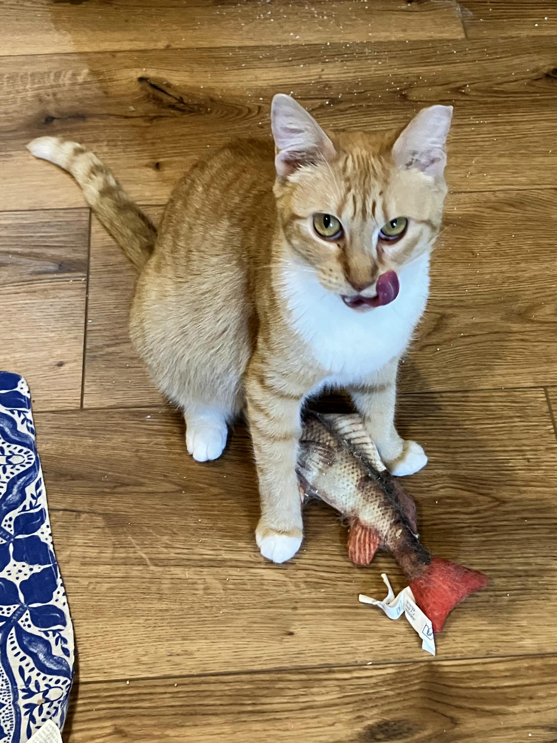 White Feet, a Adoptable Tabby in College Station, TX image 3/3