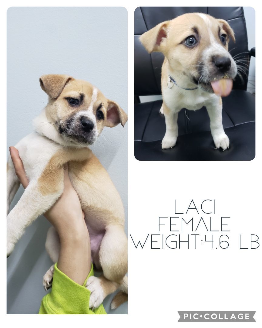 Enlarge Laci, a Adopted mixed breed in Staffordsville, KY image 1/1