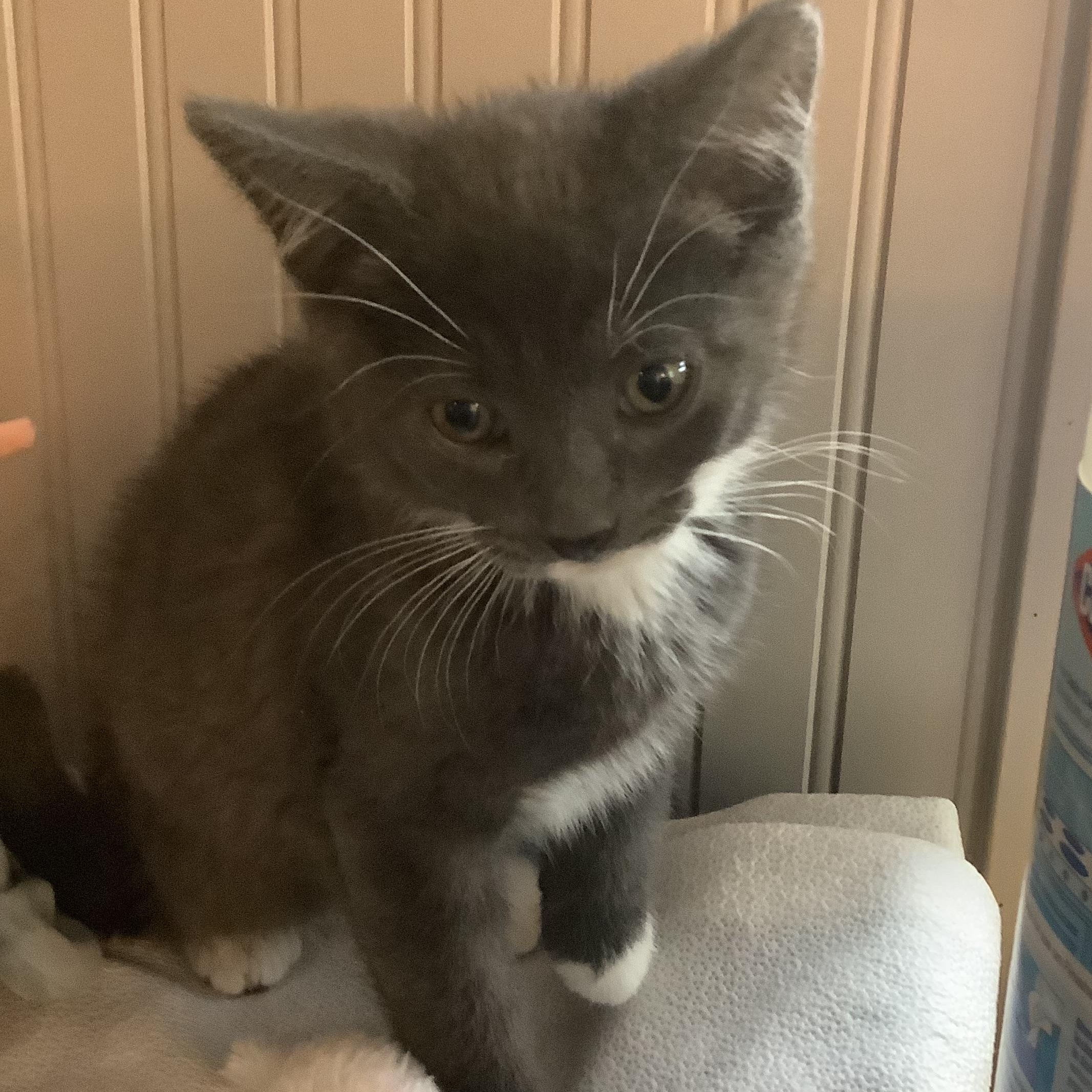 Paddy, a ADOPTABLE Domestic Short Hair in Portland, OR image 3/5