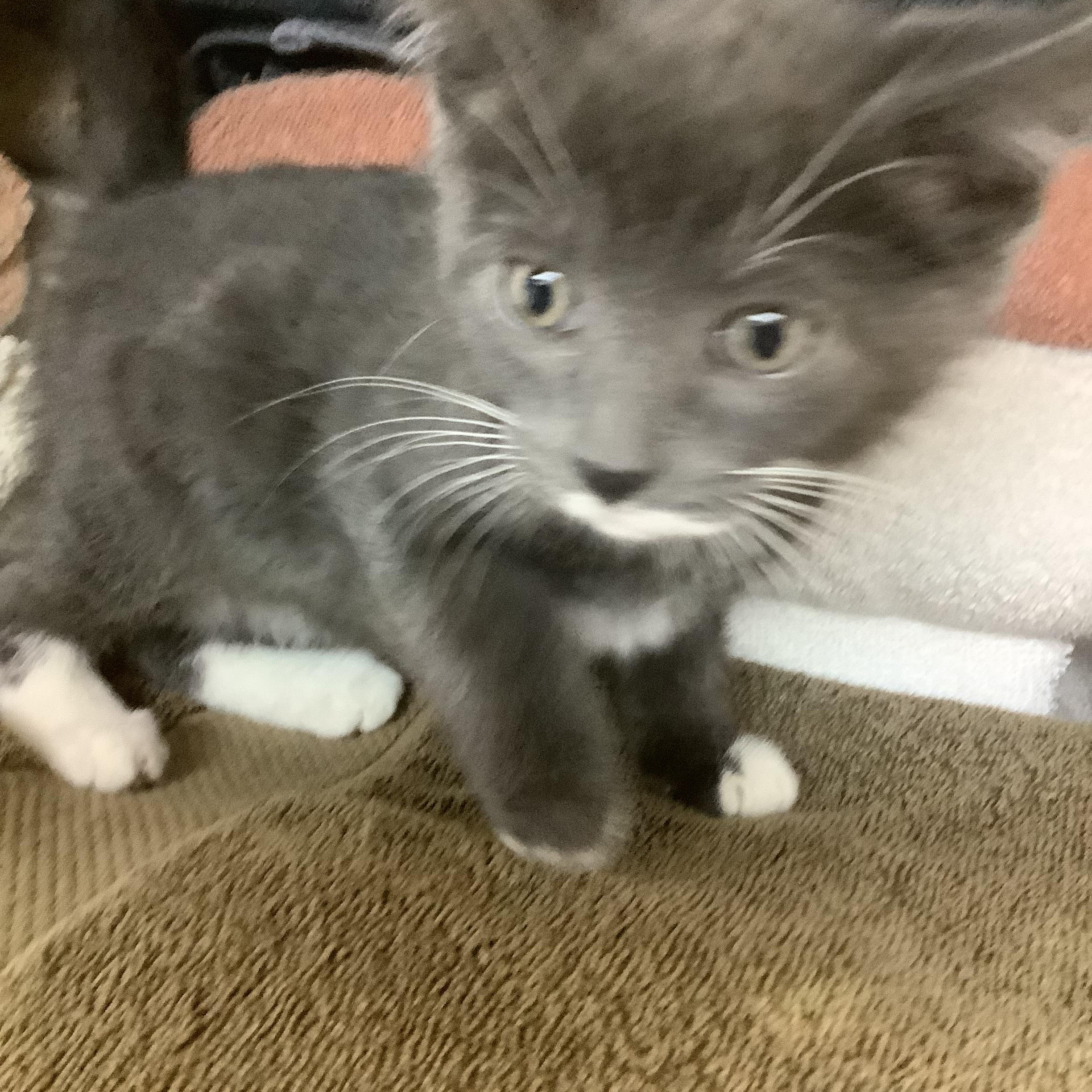Paddy, a ADOPTABLE Domestic Short Hair in Portland, OR image 1/5