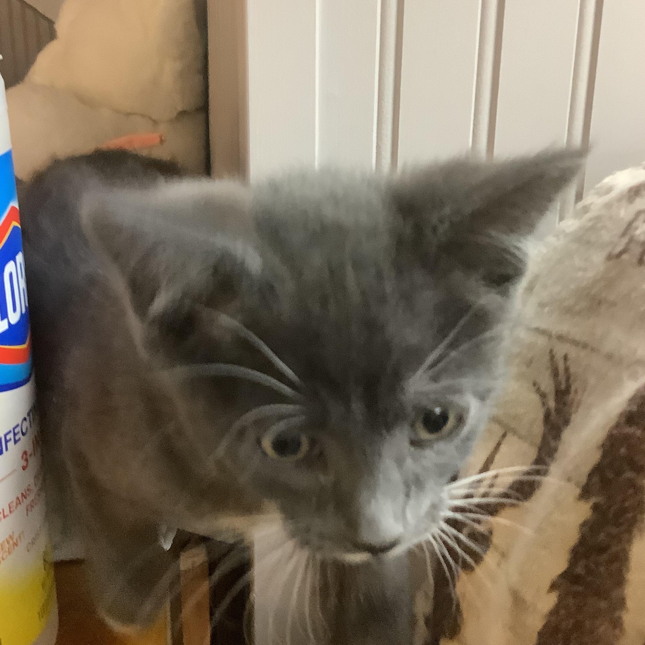 Paddy, a ADOPTABLE Domestic Short Hair in Portland, OR image 4/5