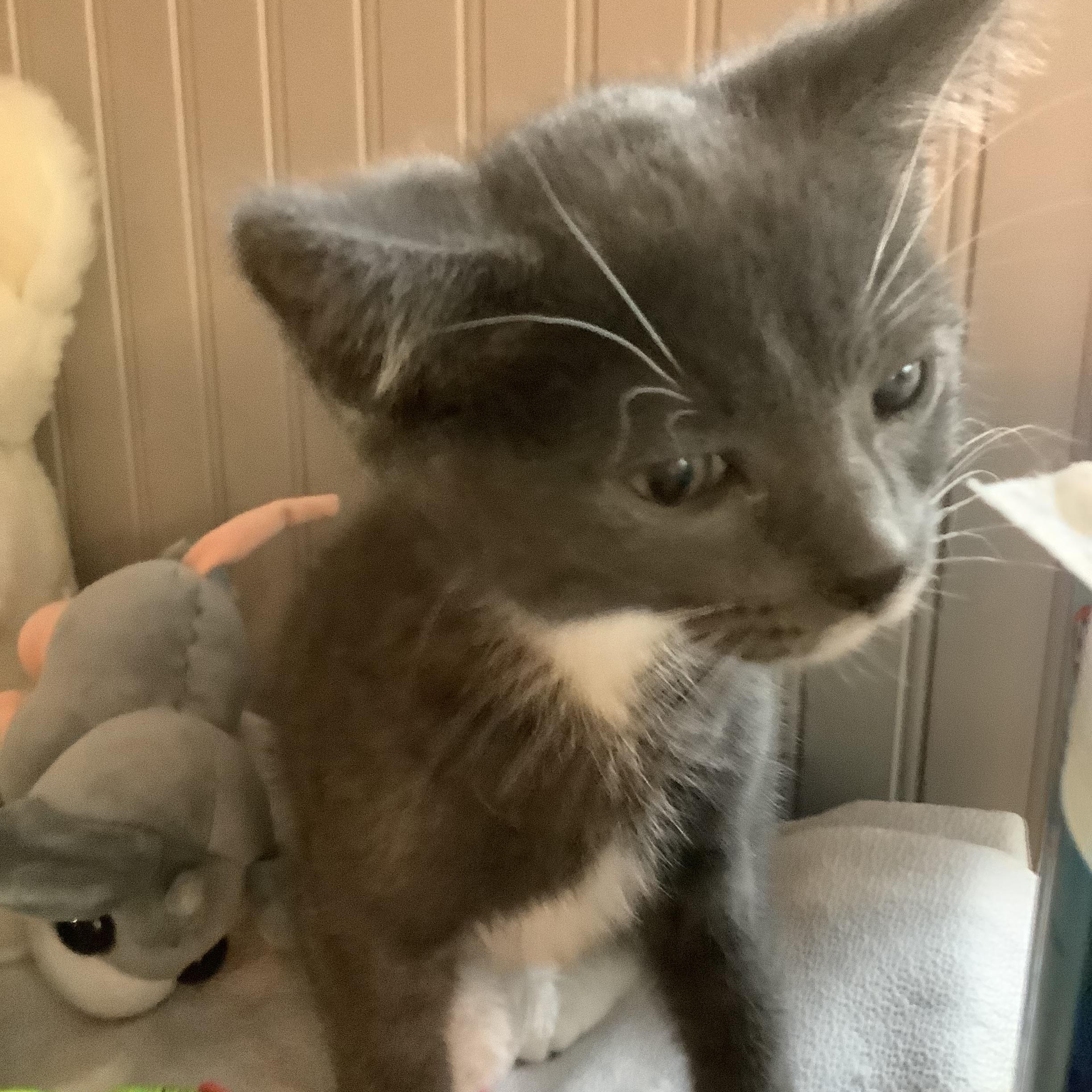 Paddy, a ADOPTABLE Domestic Short Hair in Portland, OR image 5/5