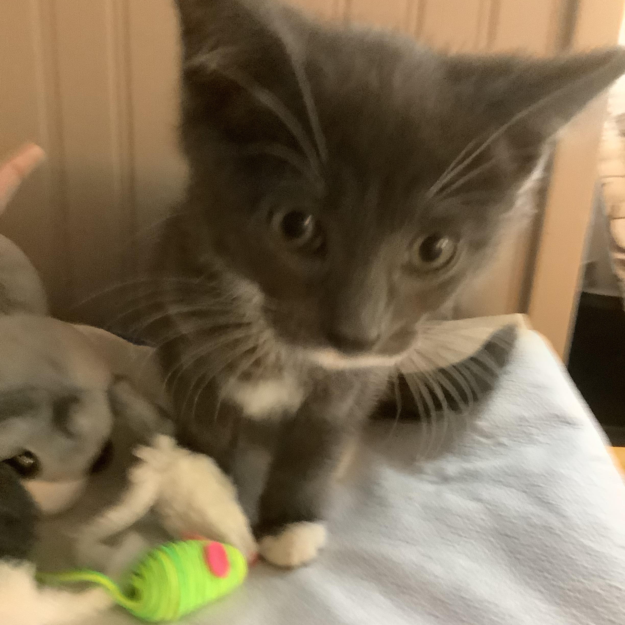 Paddy, a ADOPTABLE Domestic Short Hair in Portland, OR image 2/5