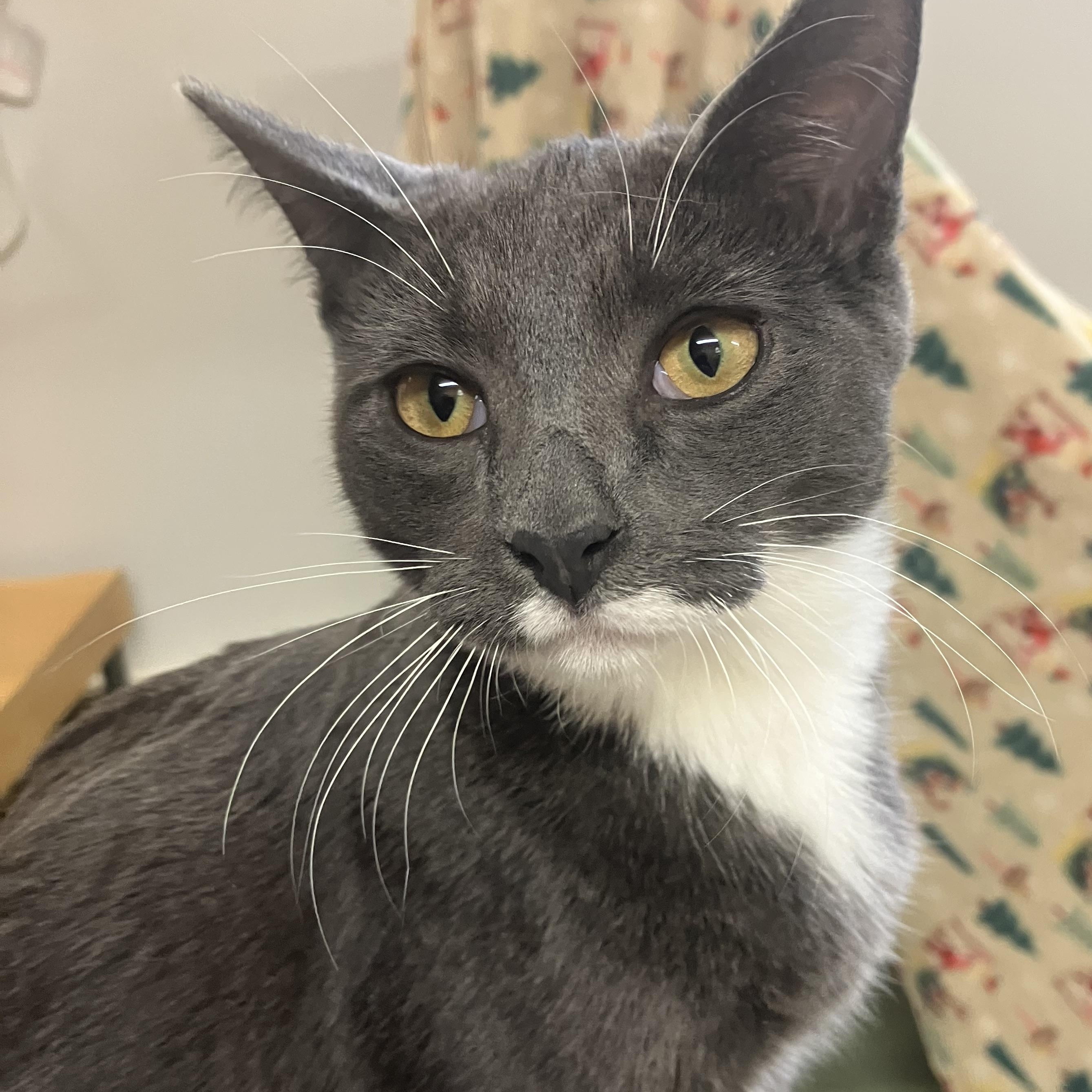 Enlarge Paddy, a Adoptable Domestic Short Hair in Portland, OR image 1/5