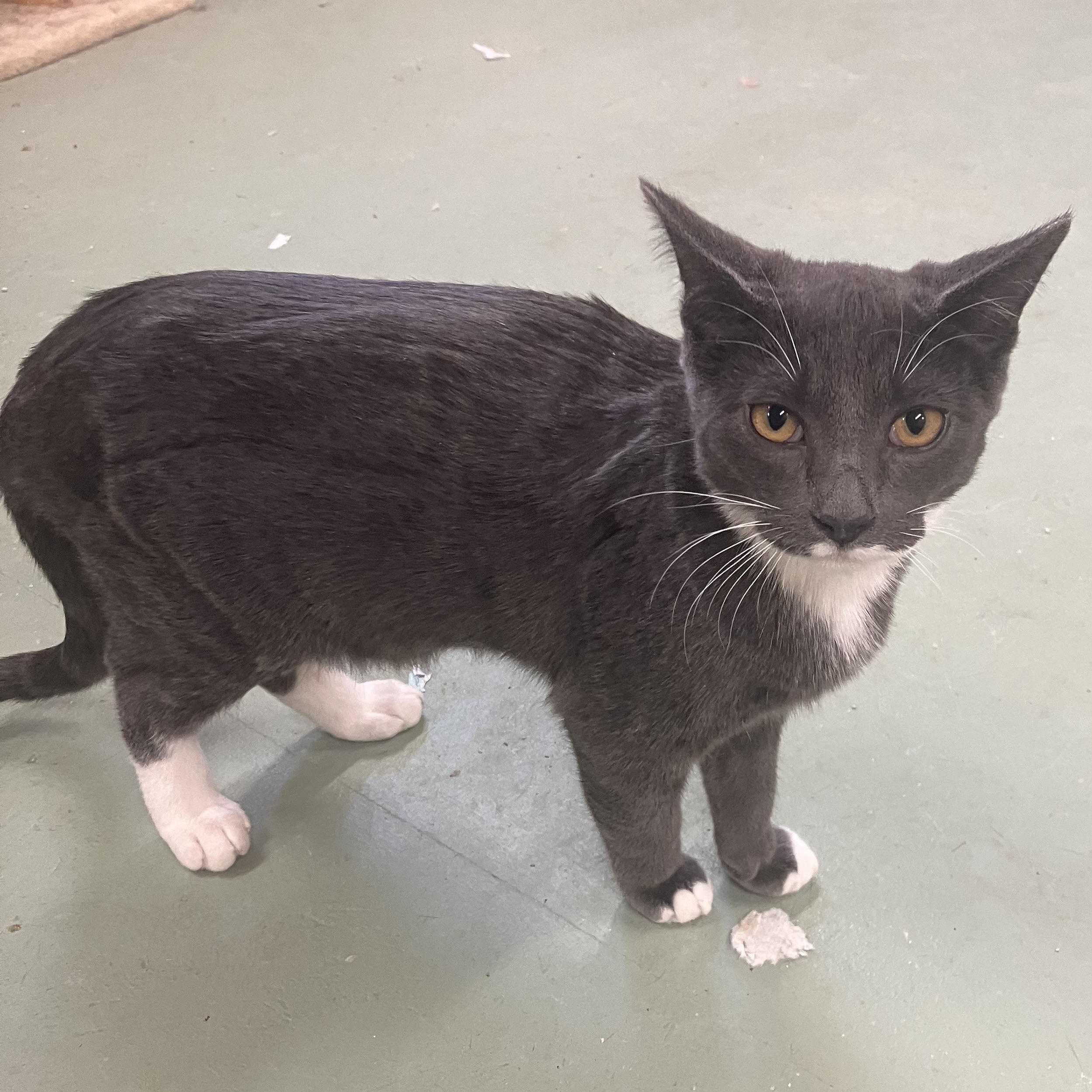 Enlarge Paddy, a Adoptable Domestic Short Hair in Portland, OR image 5/5
