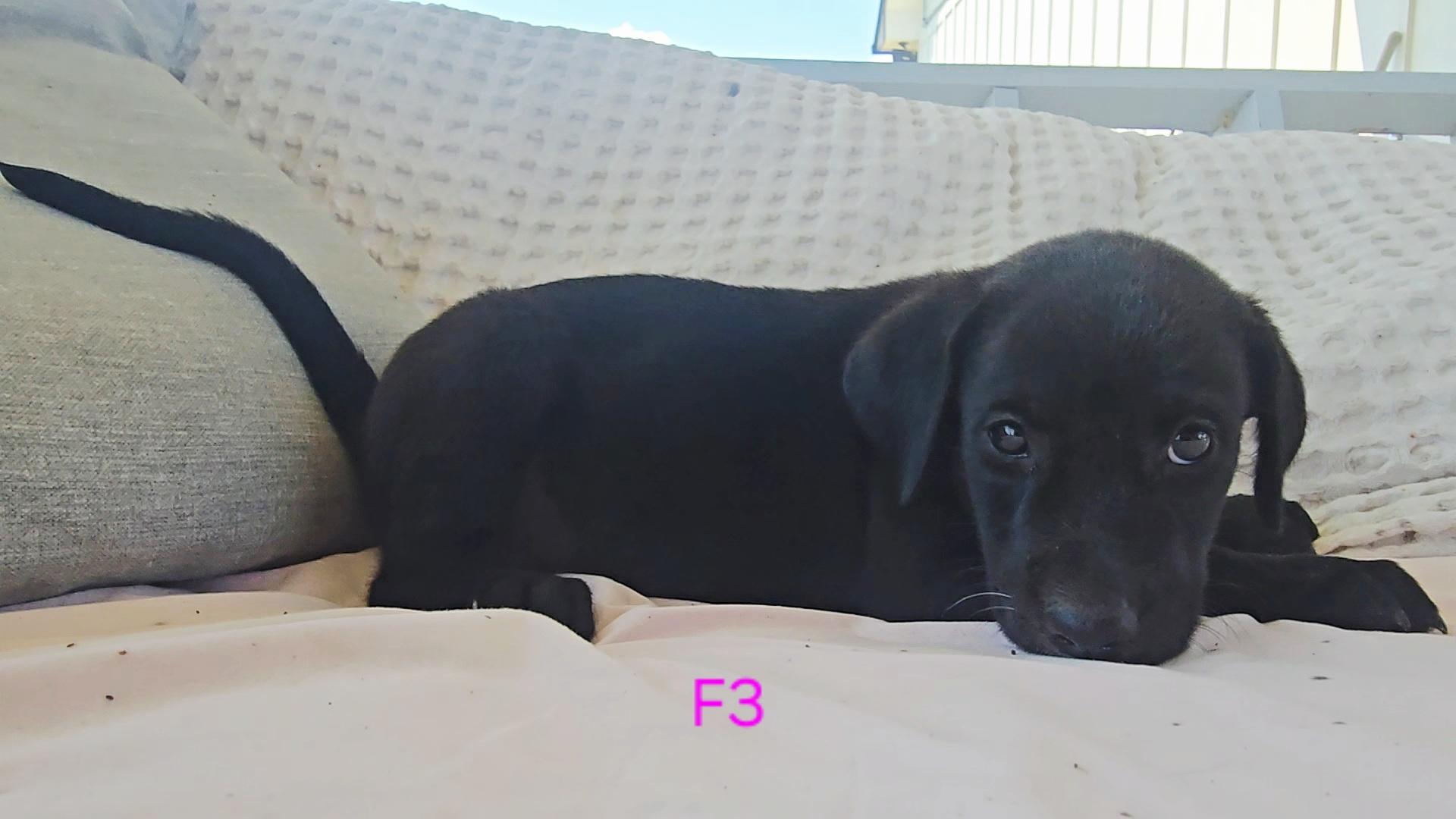 Moonie, a Adopted mixed breed in Baytown, TX image 1/2