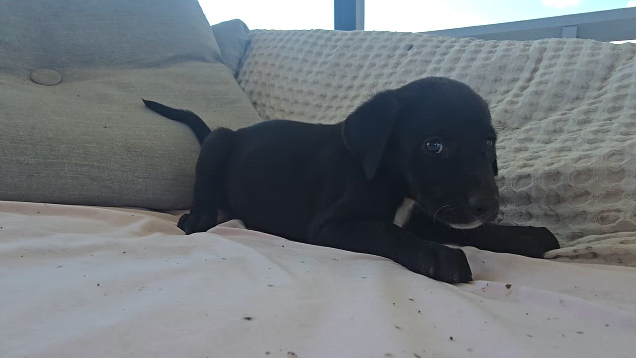 Enlarge Moonie, a Adopted mixed breed in Baytown, TX video 2/2