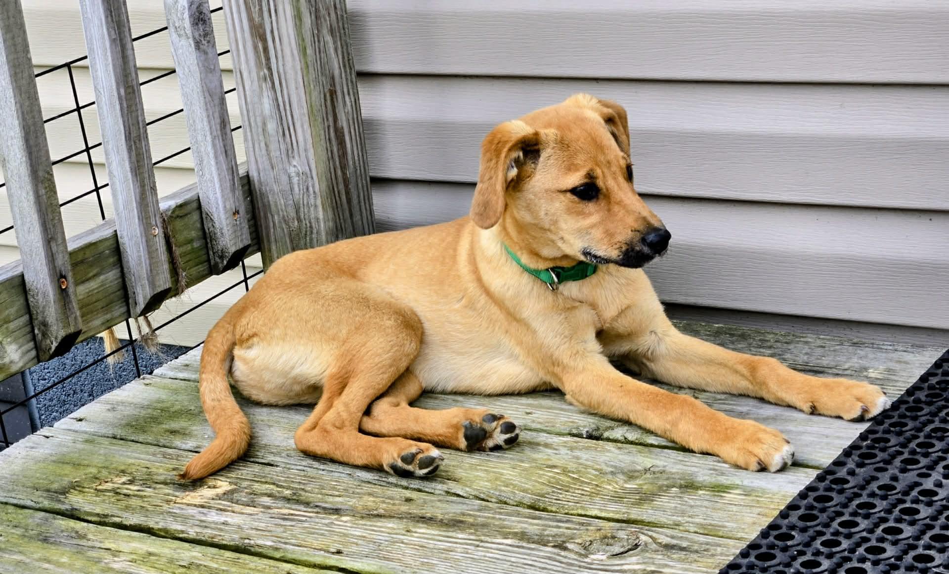 Enlarge Sedona, an adopted mixed breed in Henniker, NH image 5/6