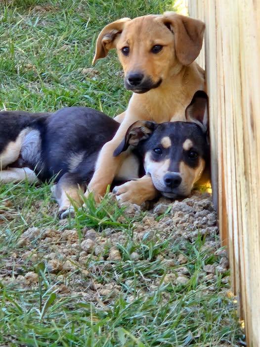 Enlarge Sedona, an adopted mixed breed in Henniker, NH image 2/6