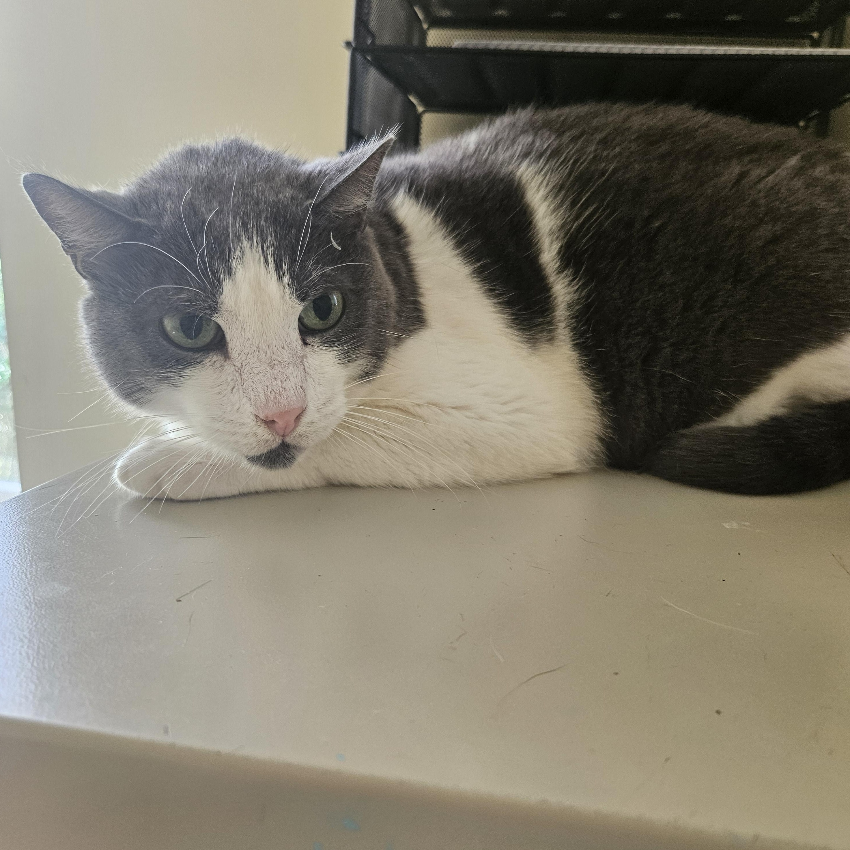 Mini, Adoptable, Senior Male Domestic Short Hair.
