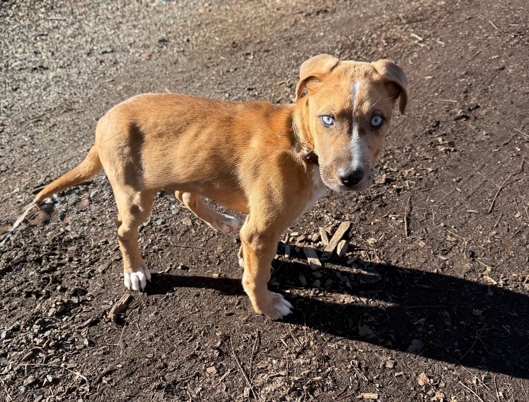 Pugsley, Adoptable, Puppy Male Catahoula Leopard Dog & Black Mouth Cur.