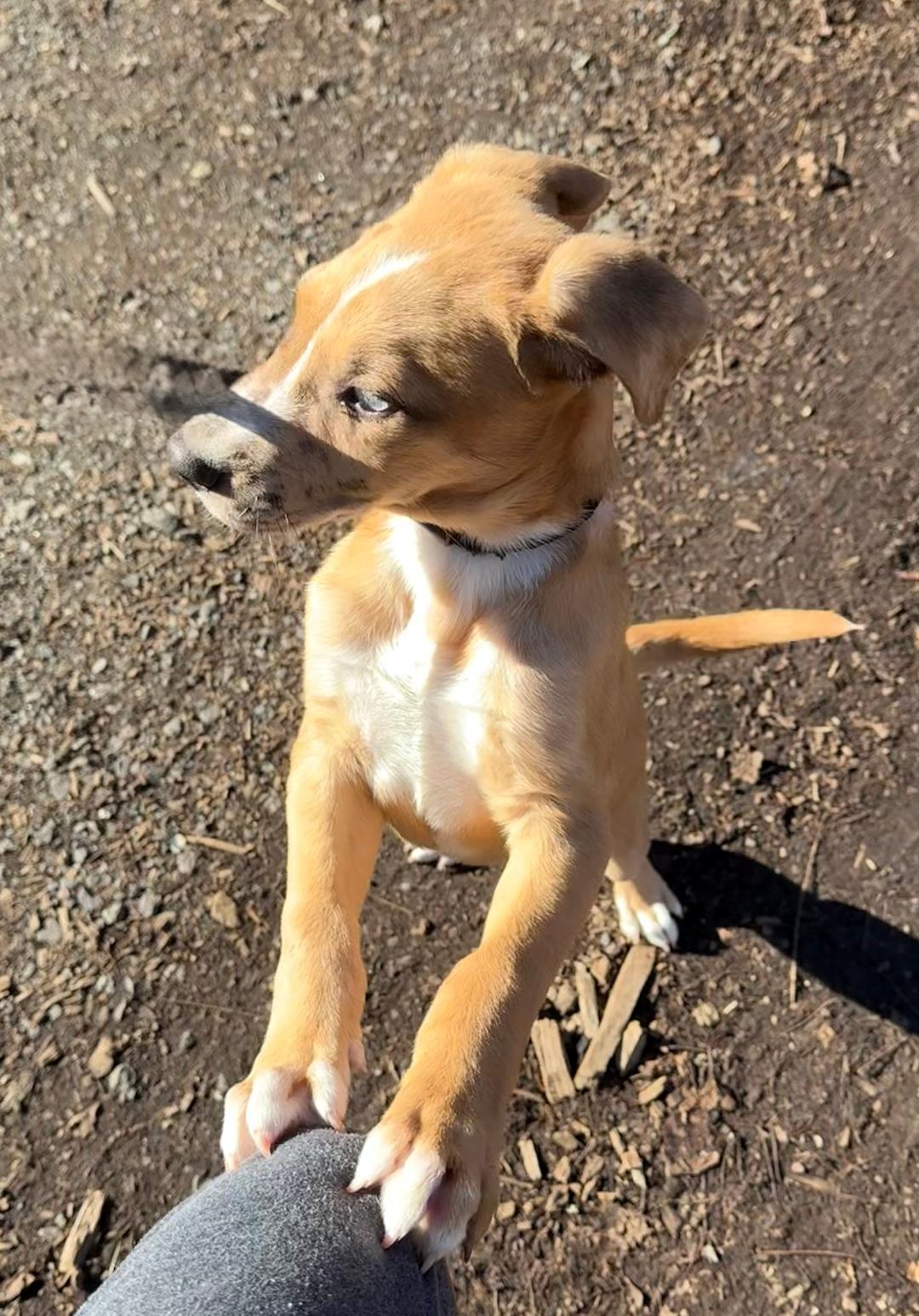 Pugsley, a Adoptable mixed breed in Wanaque, NJ image 2/3