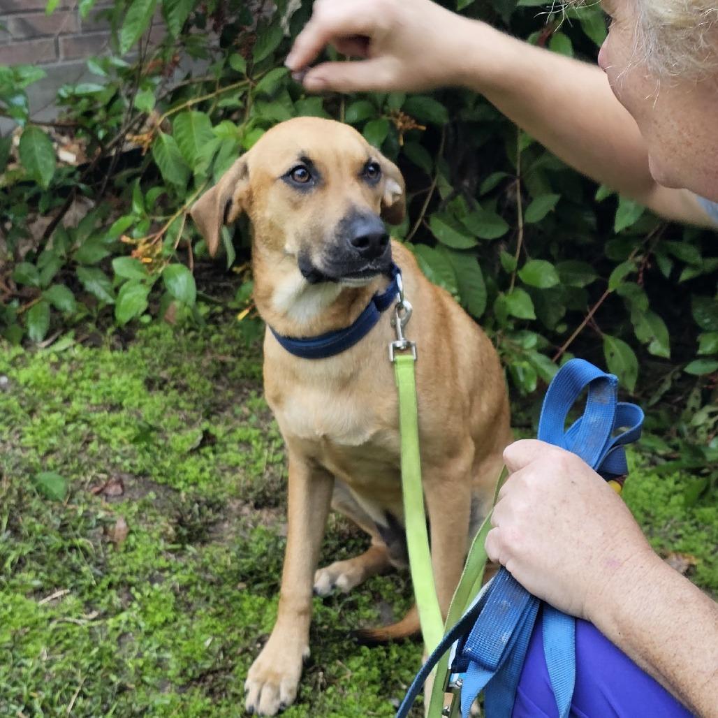 Enlarge Willie Nelson, a Adoptable Mixed Breed in Cleveland, TX image 1/3