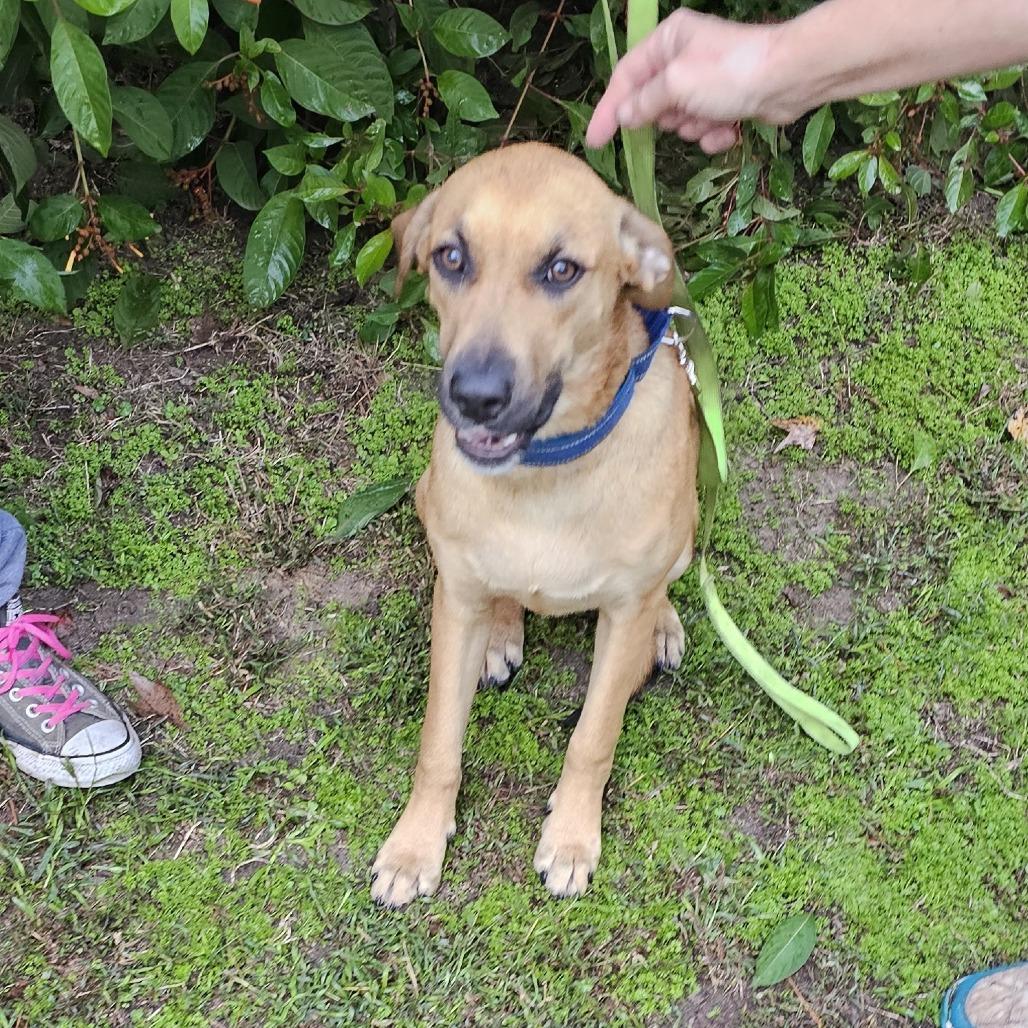 Enlarge Willie Nelson, a Adoptable Mixed Breed in Cleveland, TX image 2/3