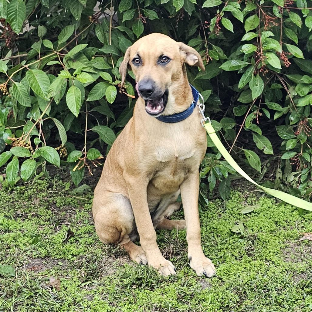 Enlarge Willie Nelson, a Adoptable Mixed Breed in Cleveland, TX image 3/3