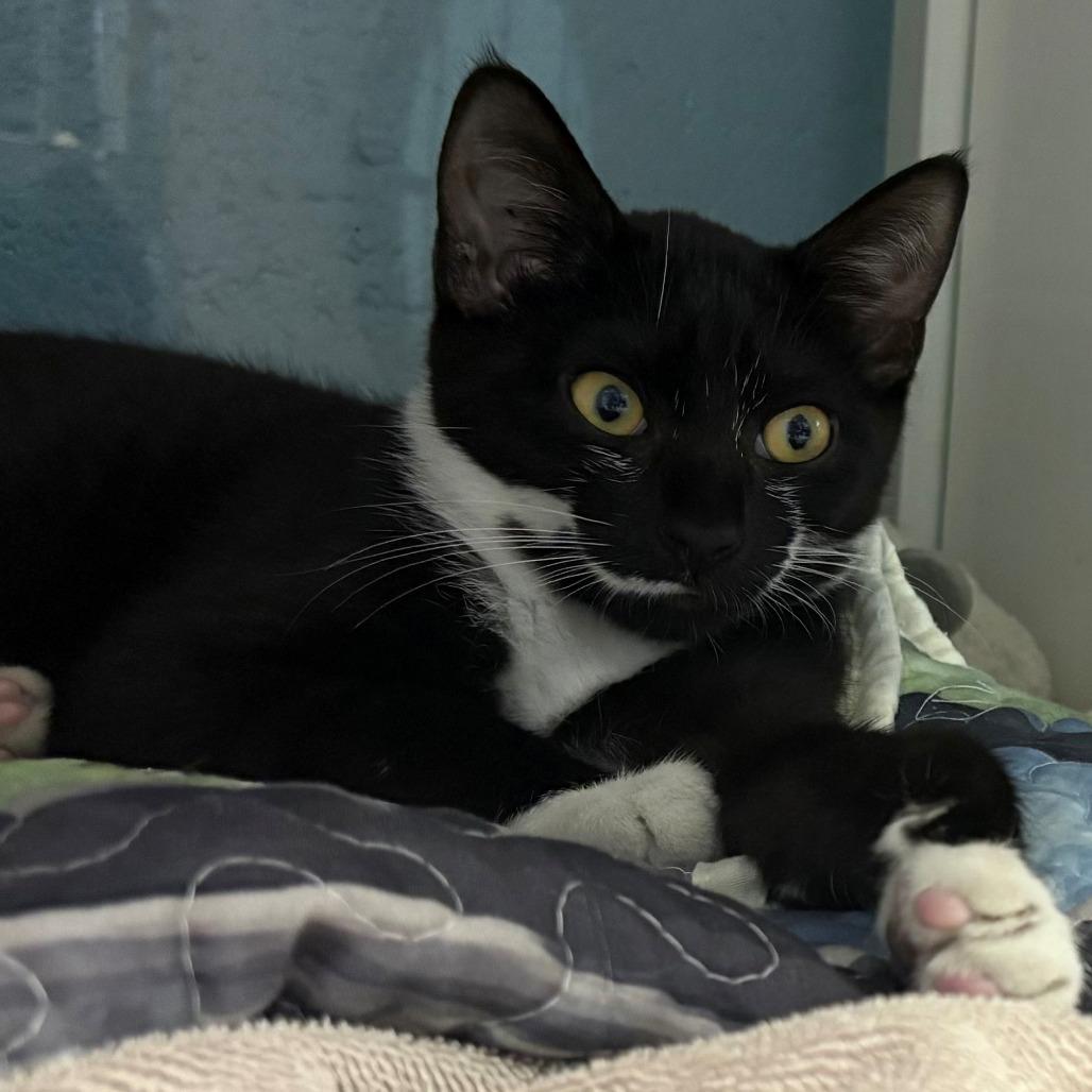 Dracaena, Adoptable, Kitten Female Domestic Short Hair.