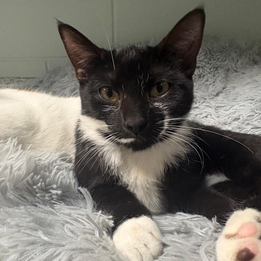 Enlarge Dracaena, a Adoptable Domestic Short Hair in East Hanover, NJ image 2/6