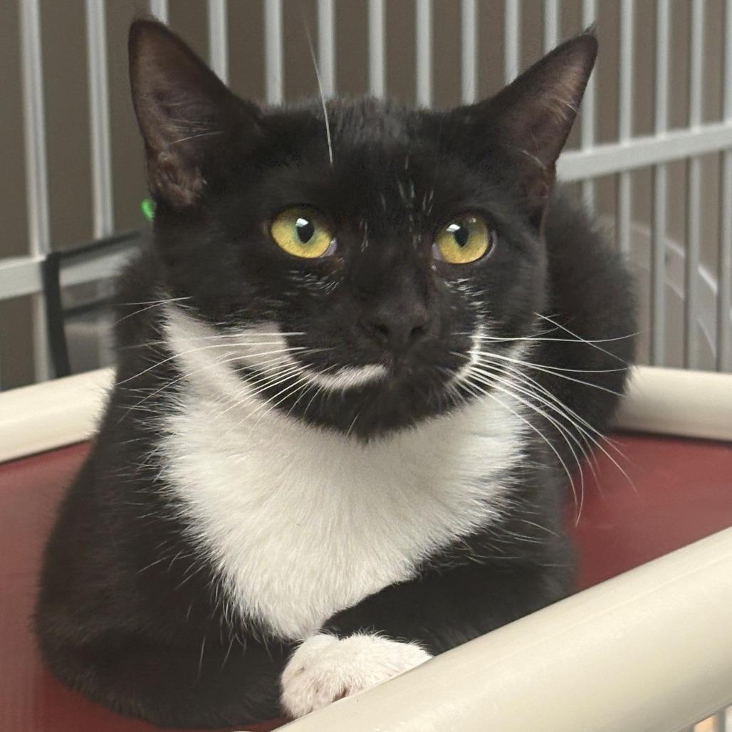 Enlarge Dracaena, a Adoptable Domestic Short Hair in East Hanover, NJ image 2/6