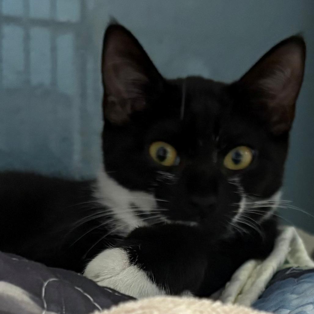 Enlarge Dracaena, a Adoptable Domestic Short Hair in East Hanover, NJ image 2/4