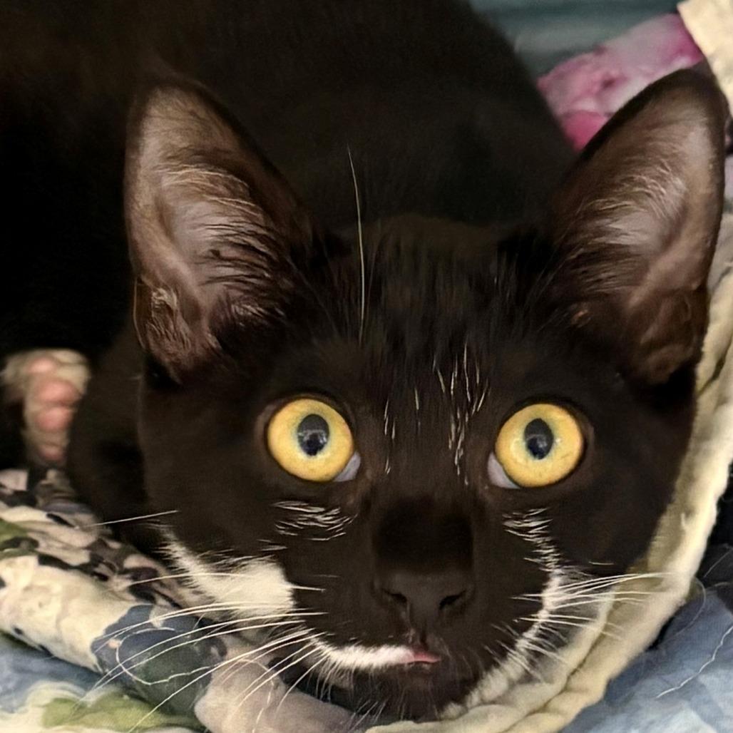 Enlarge Dracaena, a Adoptable Domestic Short Hair in East Hanover, NJ image 3/4