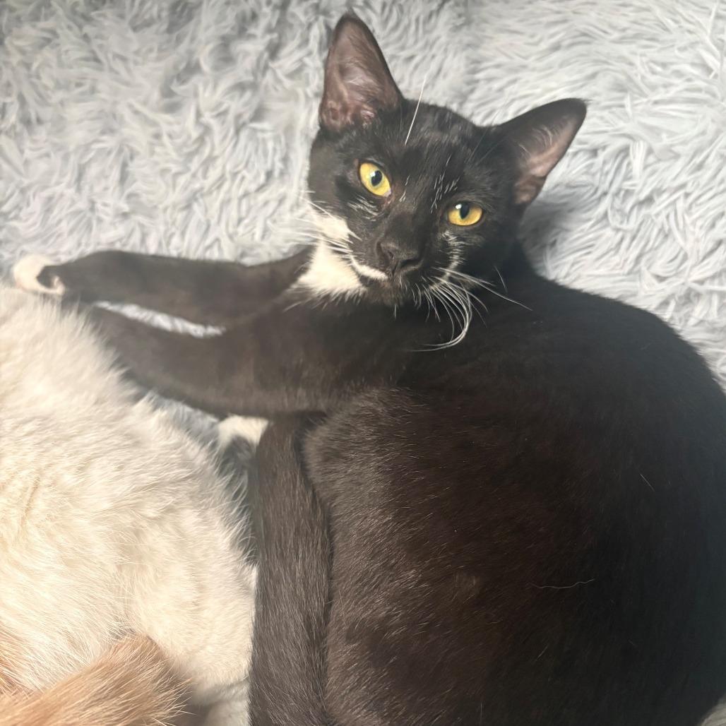 Enlarge Dracaena, a Adoptable Domestic Short Hair in East Hanover, NJ image 5/6
