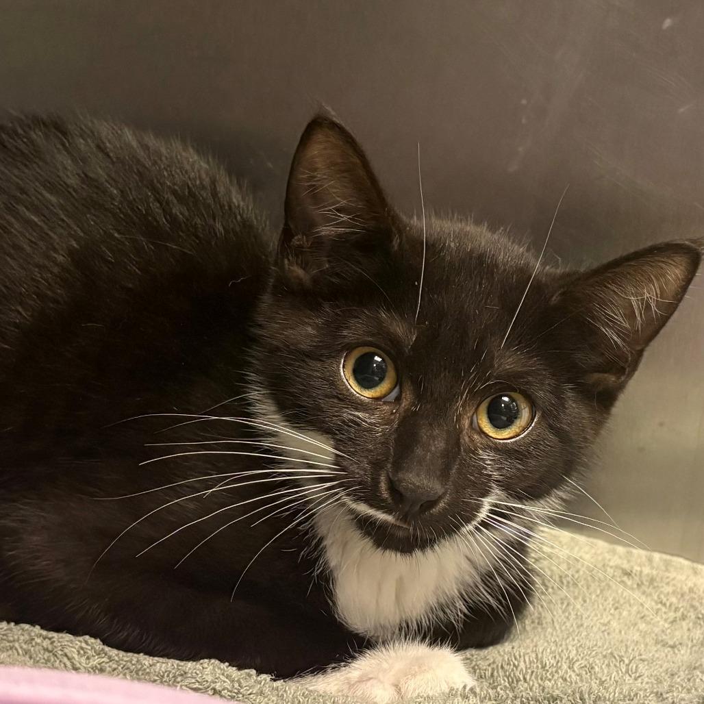 Enlarge Dracaena, a Adoptable Domestic Short Hair in East Hanover, NJ image 4/4