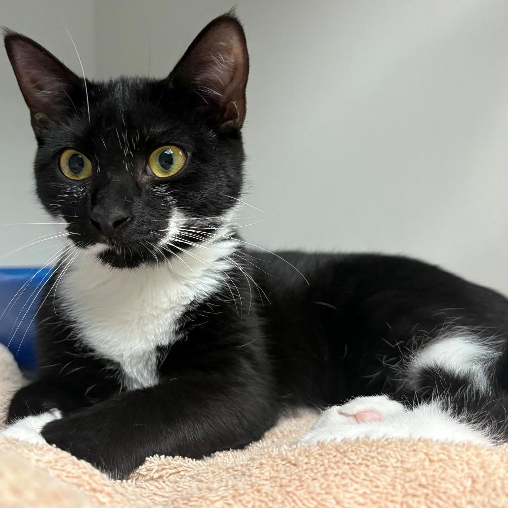 Enlarge Dracaena, a Adoptable Domestic Short Hair in East Hanover, NJ image 6/6