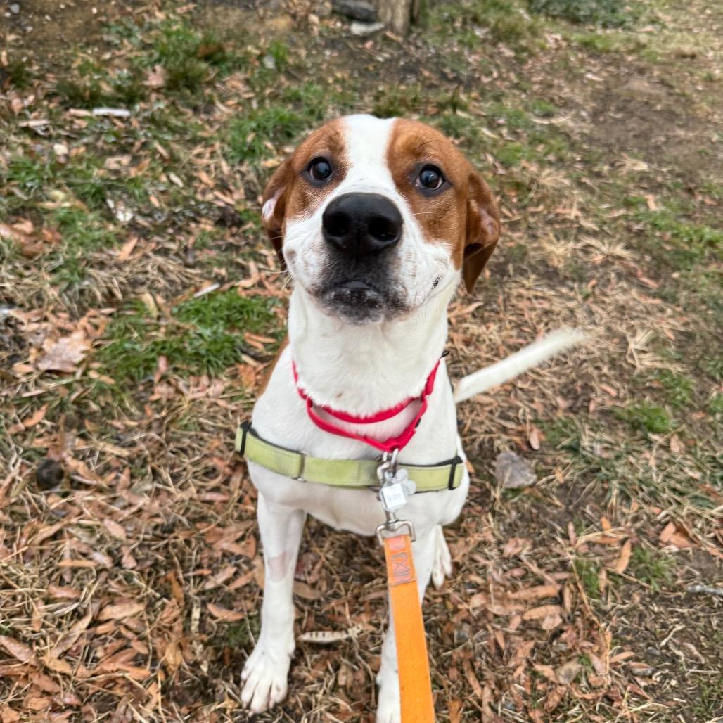Austin, Adoptable, Adult Male Hound & Mixed Breed.