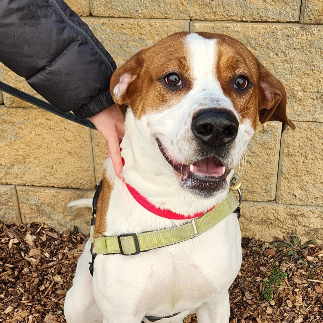Austin, Adoptable, Adult Male Hound & Mixed Breed.