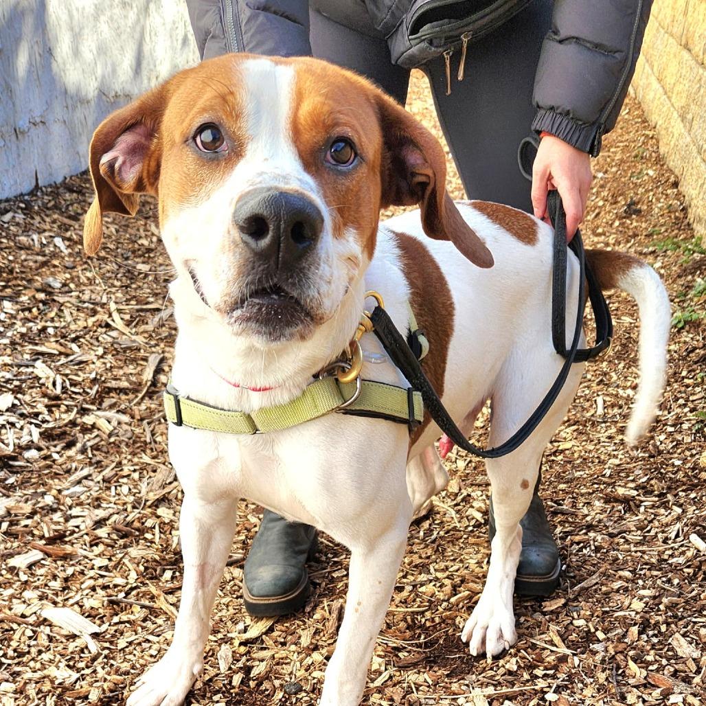 Austin, a Adoptable mixed breed in Falls Church, VA image 2/6