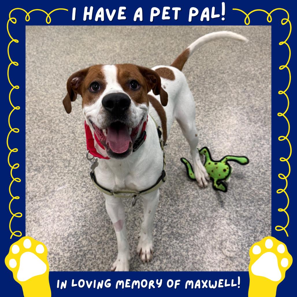 Enlarge Austin, a Adoptable mixed breed in Falls Church, VA image 3/6