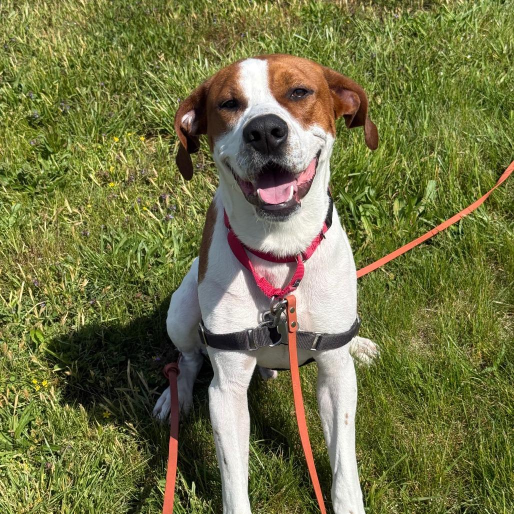 Enlarge Austin, a Adoptable mixed breed in Falls Church, VA image 3/6