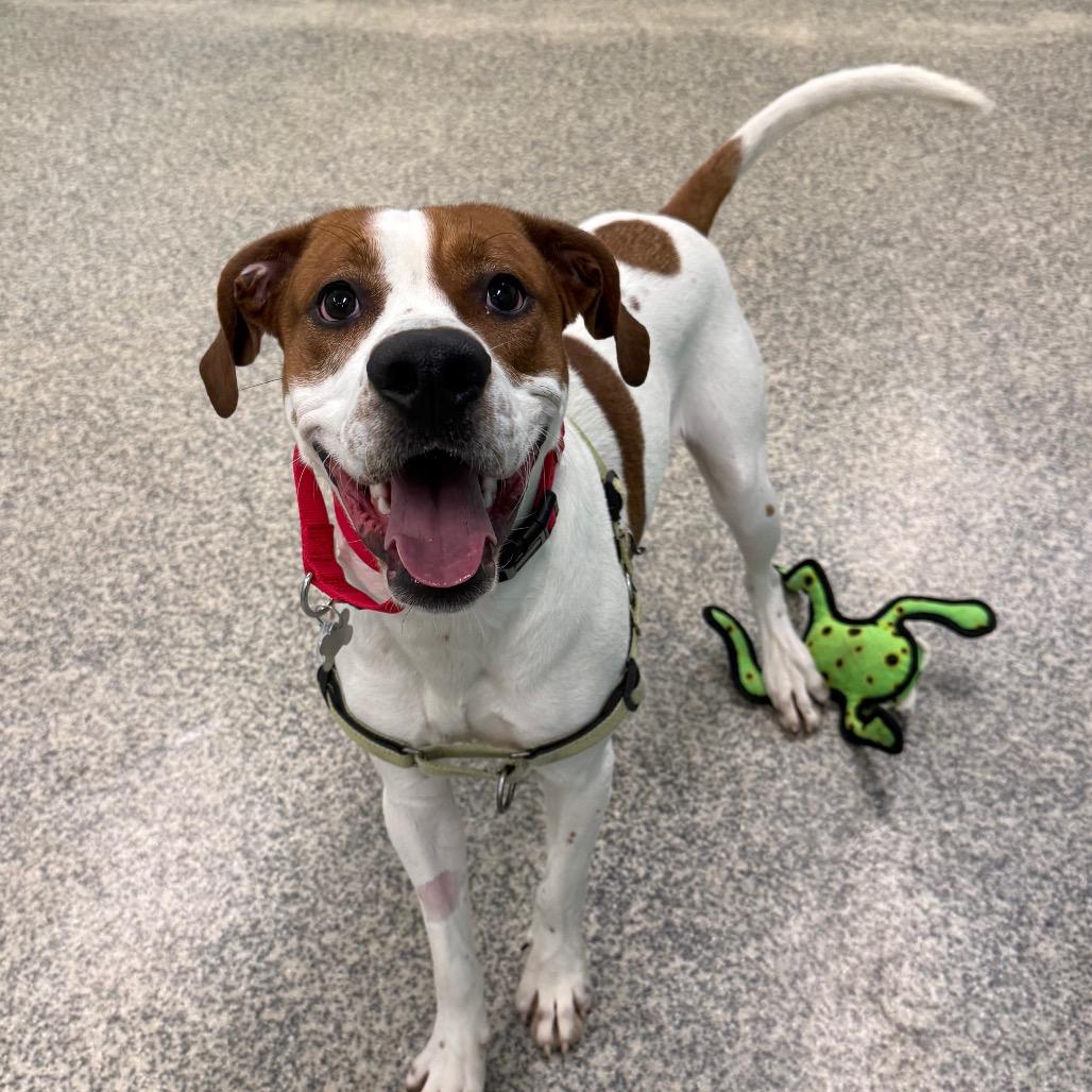 Enlarge Austin, a Adoptable mixed breed in Falls Church, VA image 4/6
