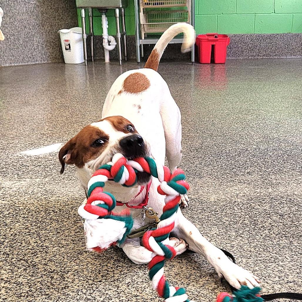 Enlarge Austin, a Adoptable mixed breed in Falls Church, VA image 5/6