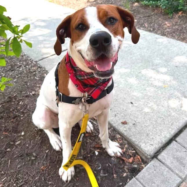 Austin, a Adoptable mixed breed in Falls Church, VA image 5/6