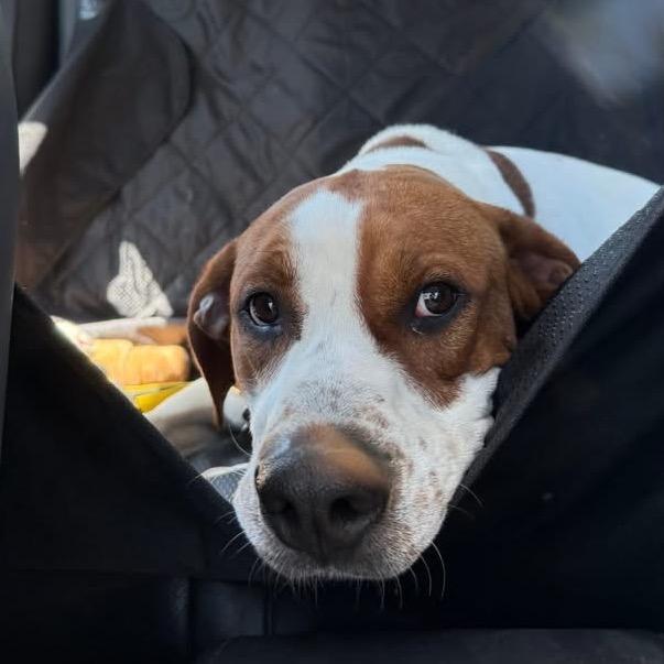 Enlarge Austin, a Adoptable mixed breed in Falls Church, VA image 5/6