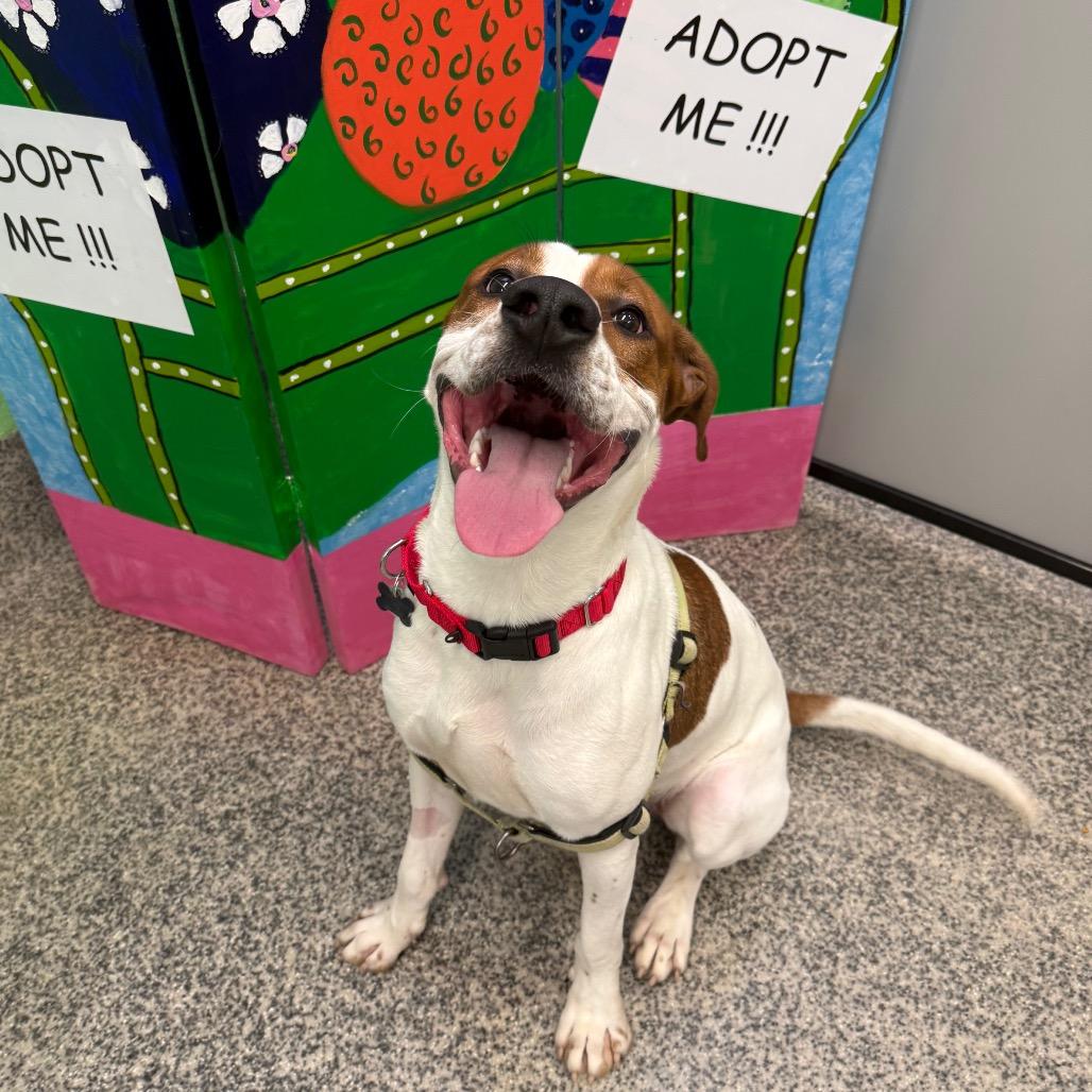Enlarge Austin, a Adoptable mixed breed in Falls Church, VA image 6/6