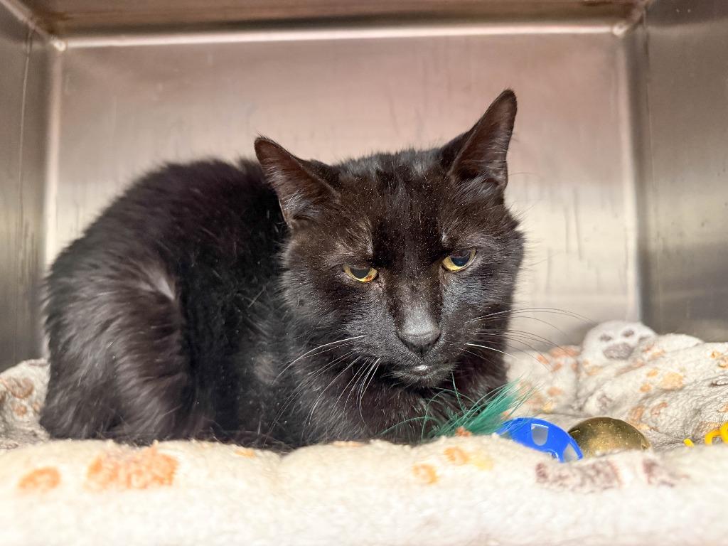 Schmidt, Adoptable, Senior Male Domestic Short Hair.