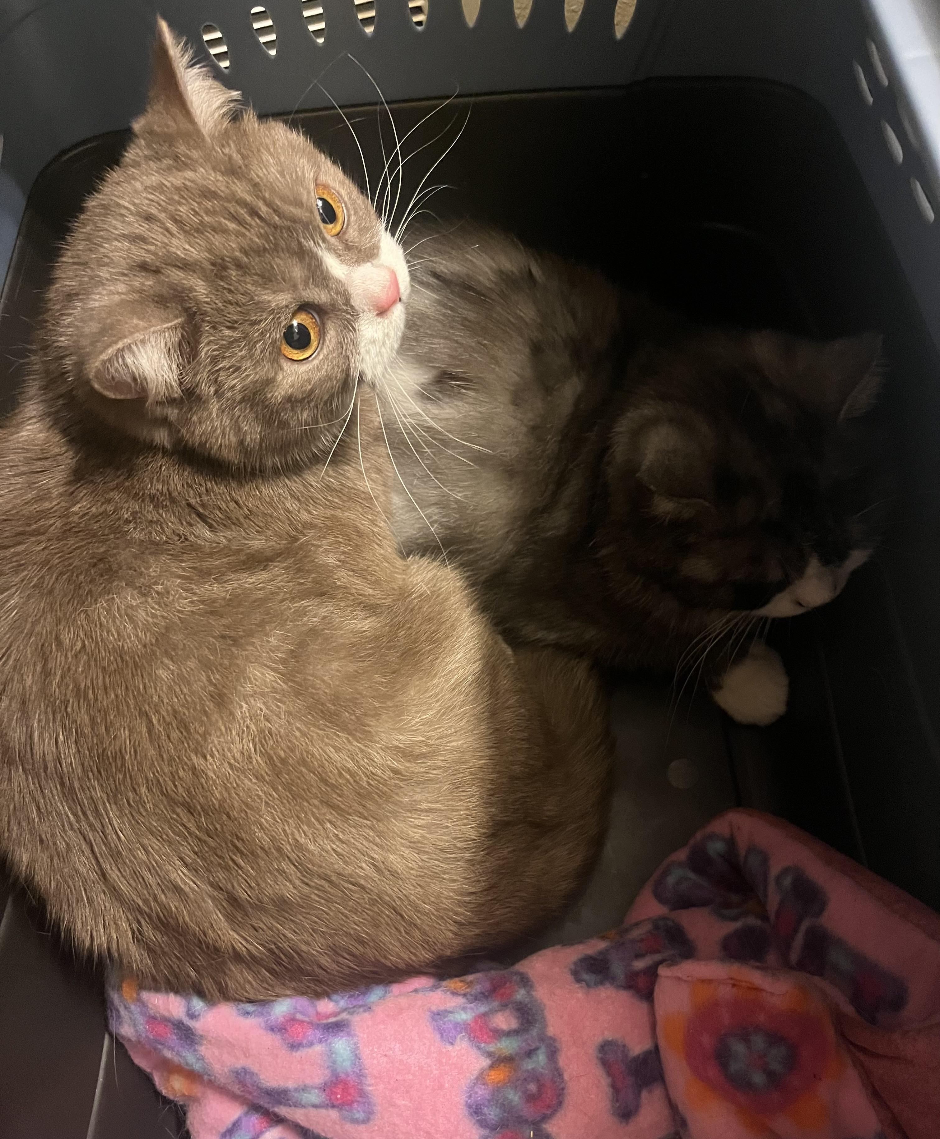 Azreal & Bob, a ADOPTABLE mixed breed in Marysville, WA image 3/6