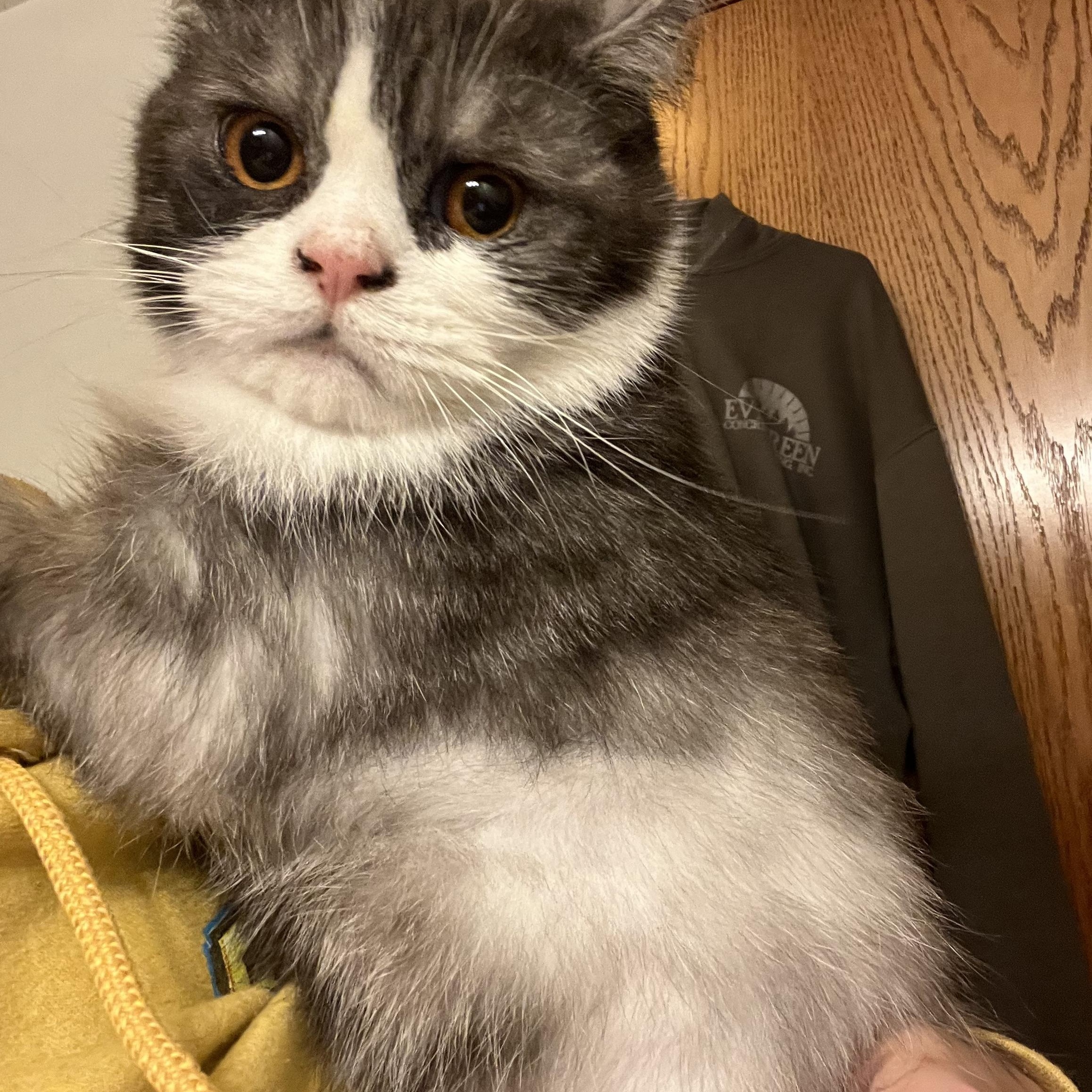 Azreal & Bob, a ADOPTABLE mixed breed in Marysville, WA image 2/6