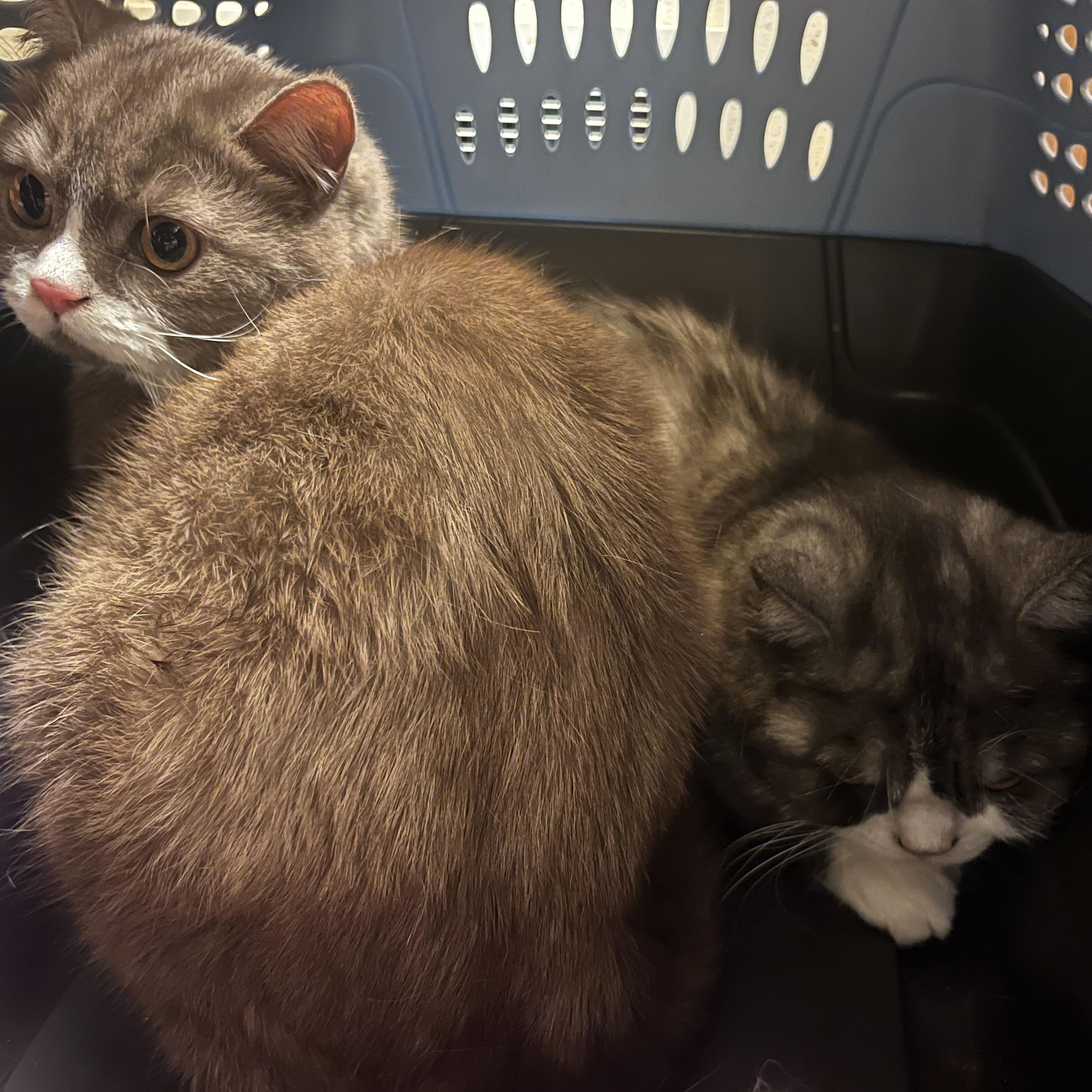 Azreal & Bob, a ADOPTABLE mixed breed in Marysville, WA image 4/6